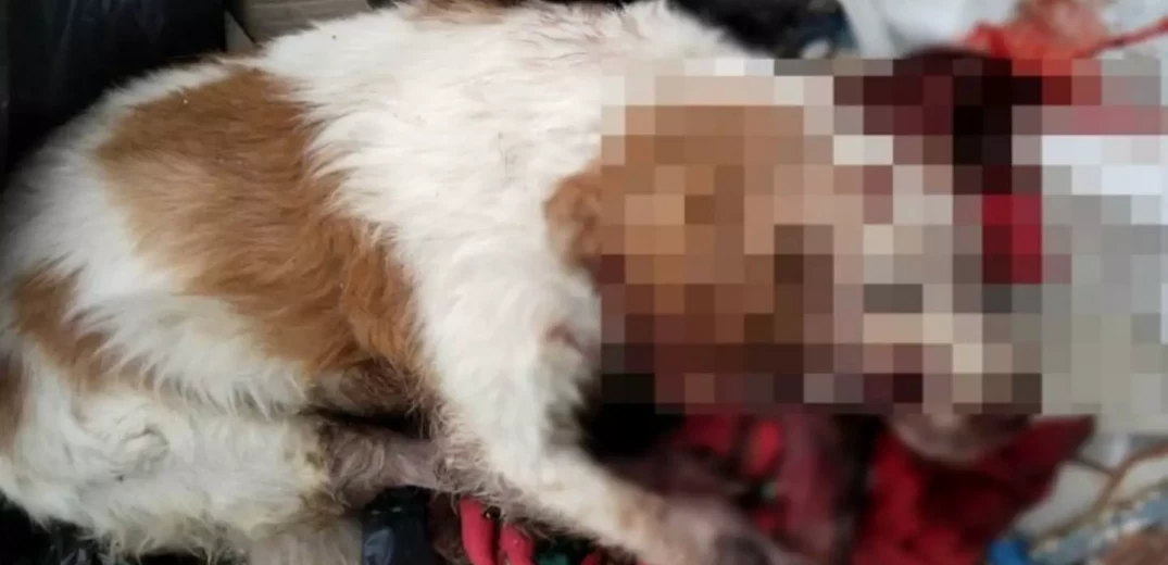 Κτηνωδία στα Χανιά: Σκύλος βρέθηκε νεκρός στα σκουπίδια