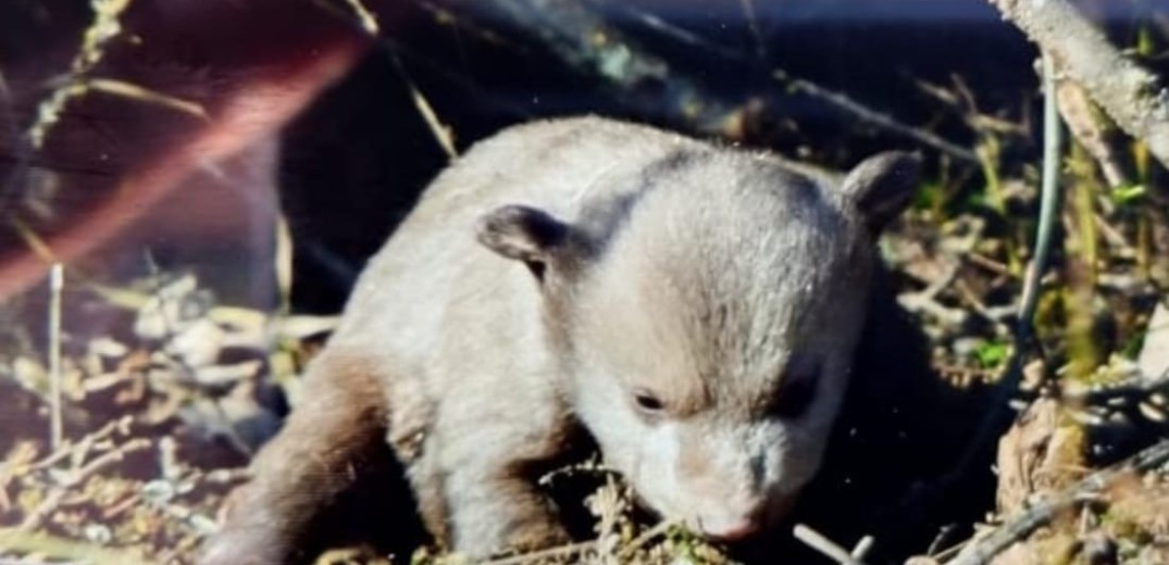Καστοριά: Τέλος καλό, όλα καλά για δύο νεογέννητα αρκουδάκια