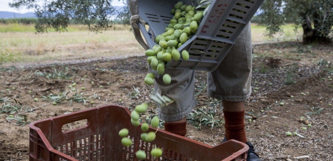 Χαλκιδική: Αγωνία για τους ελαιοκαλλιεργητές - Κινδυνεύει να χαθεί το 70%-80% της παραγωγής﻿