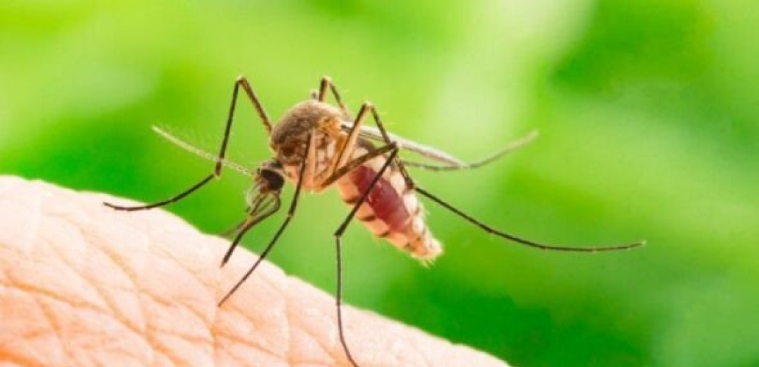 Πού πραγματοποιούνται ψεκασμοί για τα κουνούπια στην Θέρμη από  Δευτέρα