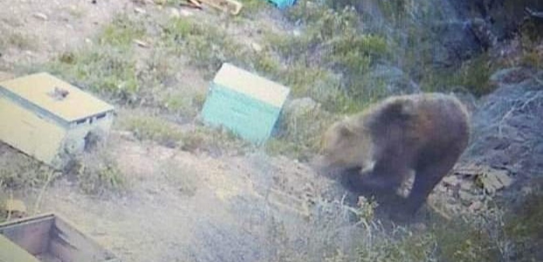 Χαλκιδική - Αρκούδα στα Βράσταμα: Κάθε βράδυ καταστρέφει τα μελίσσια