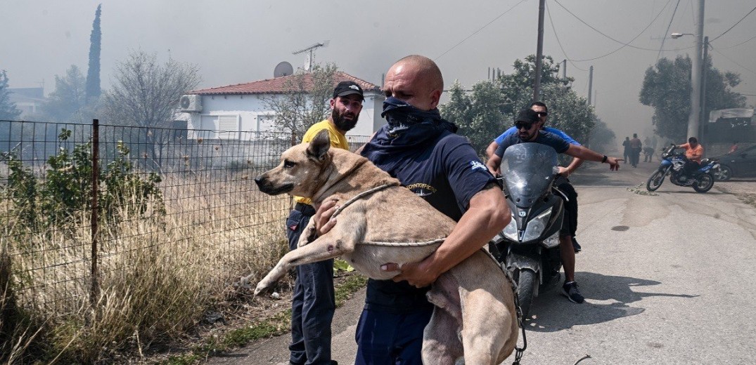 Φωτιά στην Αλεξανδρούπολη: Η οικολογική καταστροφή σε αριθμούς 