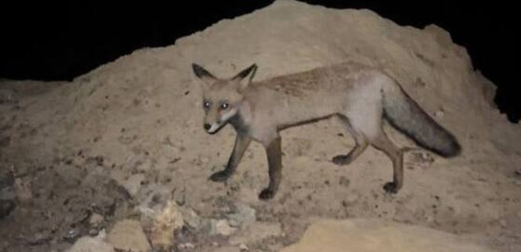 Έβρος: Κάτοικος ταΐζει πεινασμένη αλεπού στην καμένη περιοχή της Παλαγίας (βίντεο)