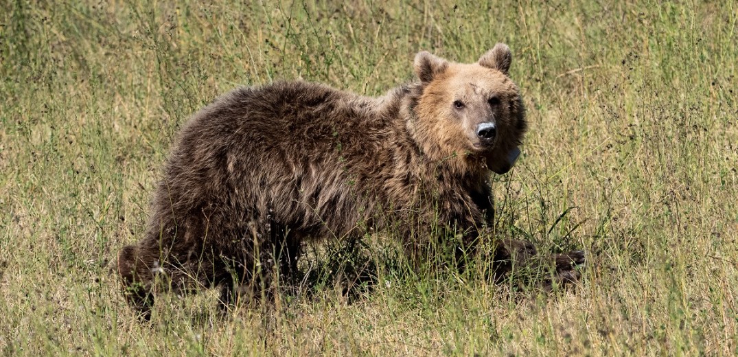Κτηνωδία στην Κόνιτσα: Πυροβόλησαν και σκότωσαν αρκούδες στην Εθνική Οδό