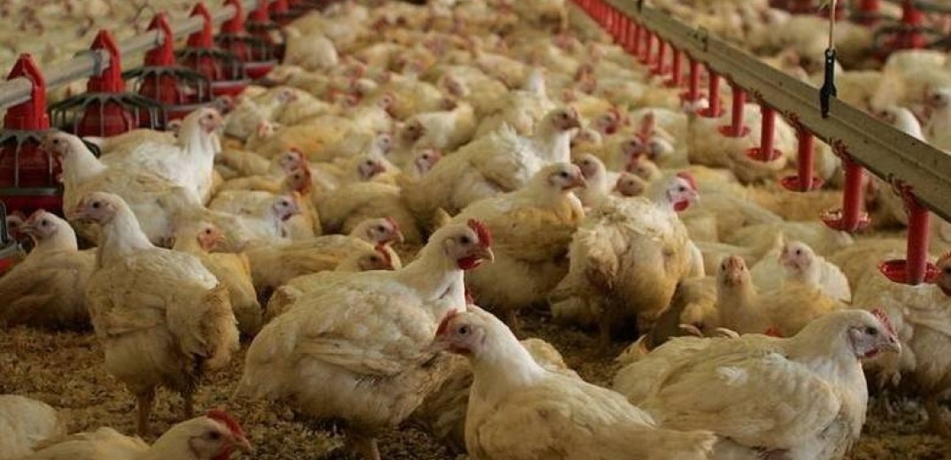 Σε επιφυλακή για τη γρίπη των πτηνών μετά τα 28 κρούσματα που εντοπίστηκαν στη Βουλγαρία