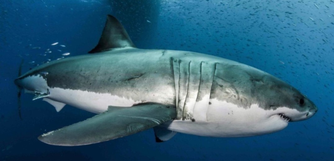 Μυστικά κατα του καρκίνου στο DNA του μεγάλου λευκού καρχαρία