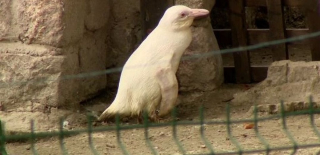Πολωνία: Γεννήθηκε αλμπίνος πιγκουίνος σε αιχμαλωσία