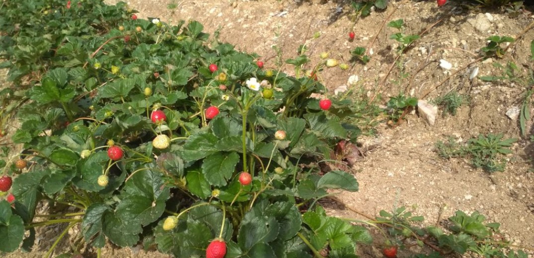Φράουλες χωρίς φυτοφάρμακα από τον Βερτίσκο (φωτογραφίες)