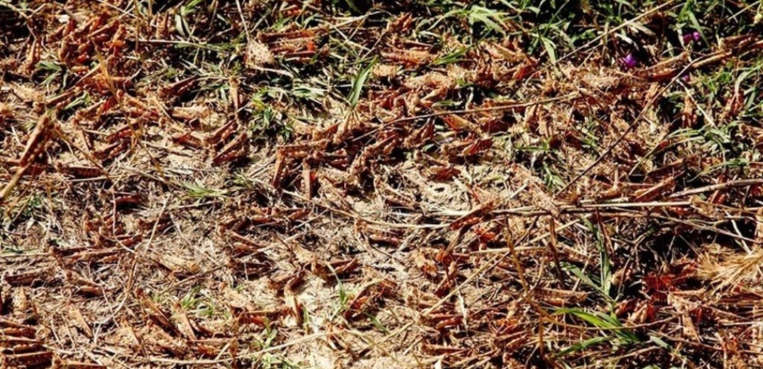 Αλεξανδρούπολη: Οι... ακρίδες κατέστρεψαν καλλιέργειες