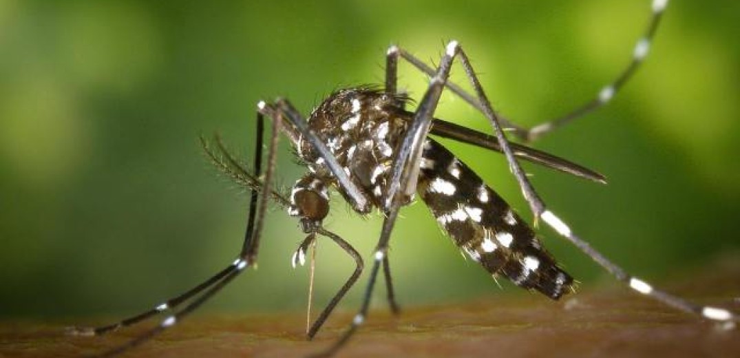 Βραβείο καινοτομίας στην EYWA για το σύστημα που ανέπτυξε για τα κουνούπια (βίντεο)