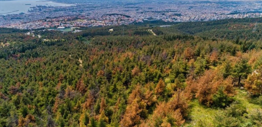 Δήμος Πυλαίας – Χορτιάτη: Αρχίζει η απομάκρυνση των προσβεβλημένων δέντρων στις δημοτικές δασικές εκτάσεις