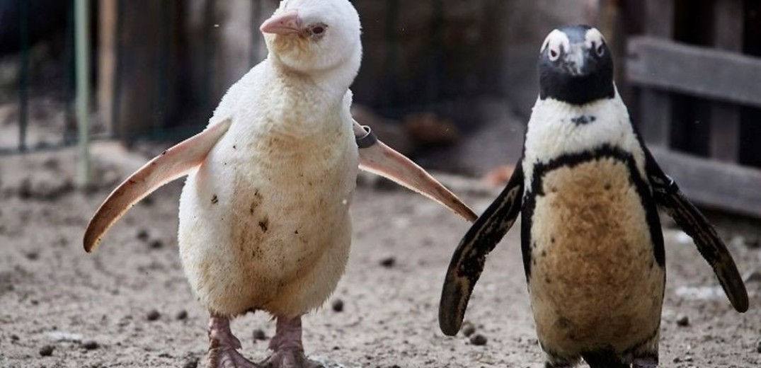 Δορυφόρος ανακάλυψε νέες επίγειες αποικίες πιγκουίνων 