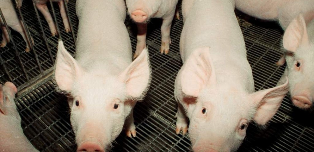 Δικαιώθηκαν στο Ανώτατο Δικαστήριο των ΗΠΑ τα... γουρούνια και μάλιστα προ θανάτου