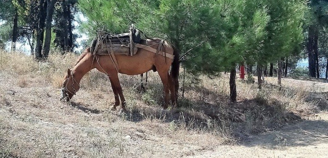Σε καλή κατάσταση τα άλογα που μεταφέρουν ξυλεία στο Σέιχ Σου