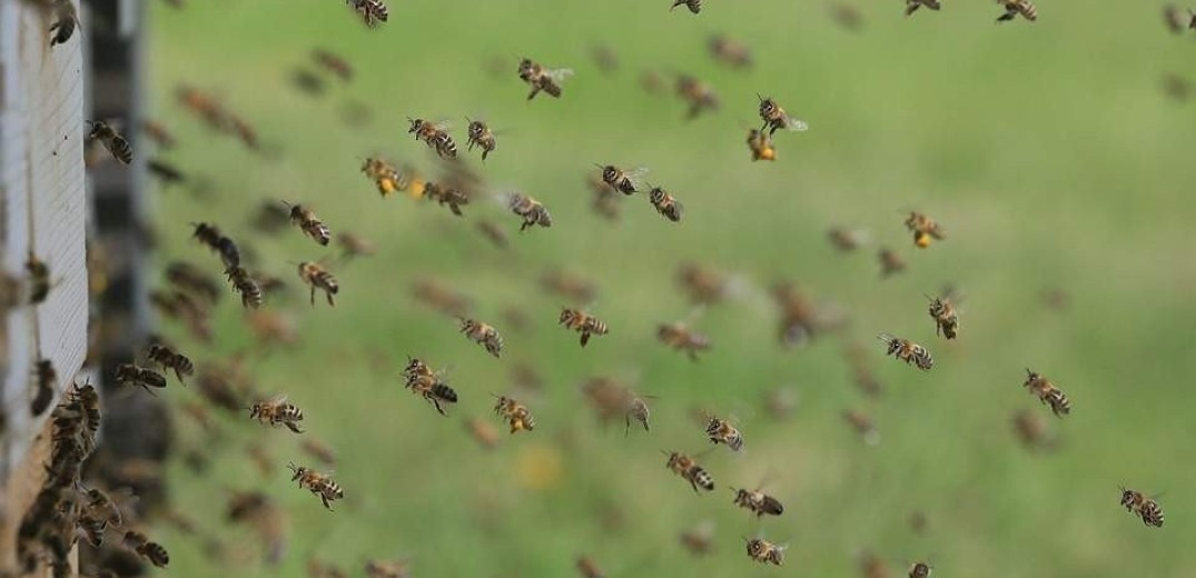 Το Ευρωκοινοβούλιο ζητά στοχευμένα μέτρα για την προστασία των μελισσών