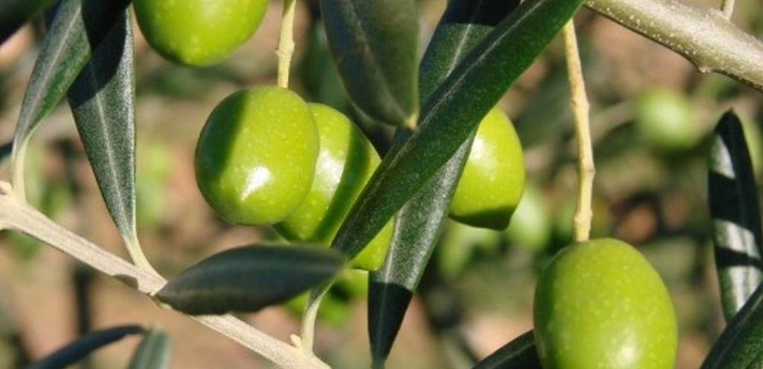 Χωρίς ευρωπαϊκή εμπορική προστασία πράσινη ελιά και αγουρέλαιο Χαλκιδικής