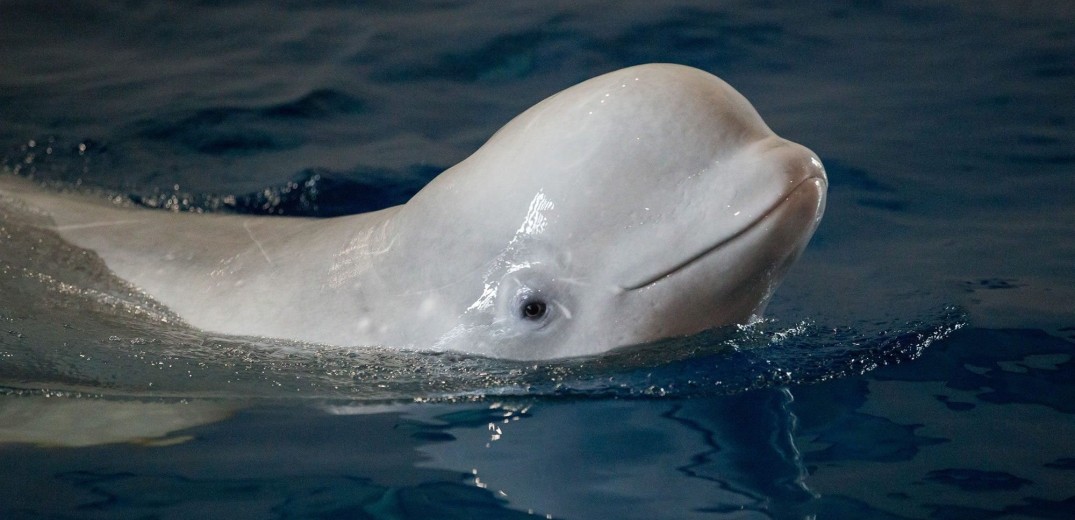 Ρωσία: Ελεύθερες και οι τελευταίες φάλαινες μπελούγκα 