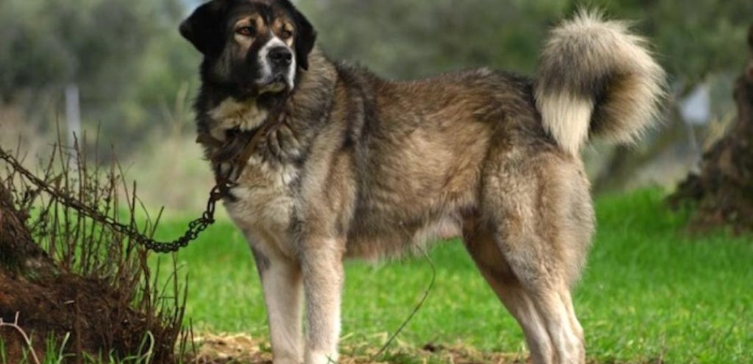Λάρισα - Νέο περιστατικό κακοποίησης ζώου: Έδεσε τον σκύλο του στον προφυλακτήρα και τον έσερνε