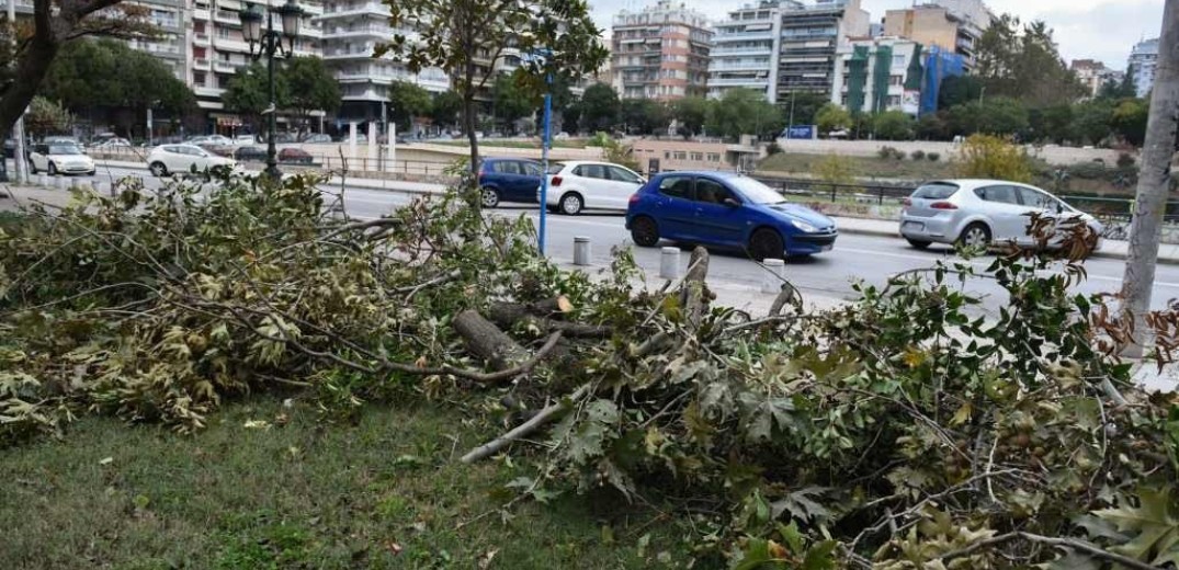 Δήμος Θεσσαλονίκης: Τέσσερεις απαντήσεις σε ερωτήματα για τις κοπές των δέντρων