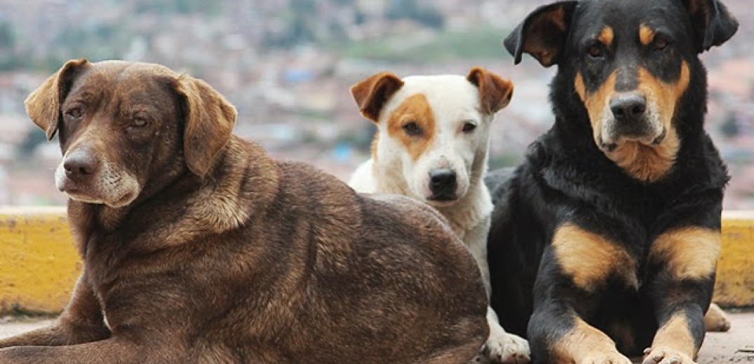Αμπελόκηποι – Μενεμένη: Σε ιδιώτη κτηνίατρο η περίθαλψη των άρρωστων αδέσποτων ζώων