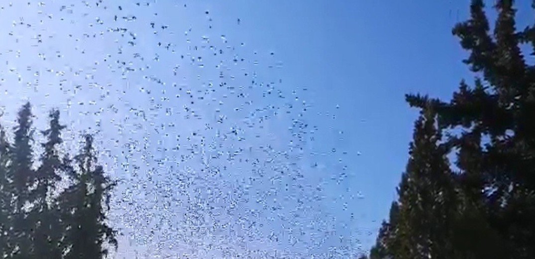 Χιλιάδες πουλιά σε χαμηλές πτήσεις και εντυπωσιακούς σχηματισμούς στη Σουρωτή&#33; (Βίντεο)