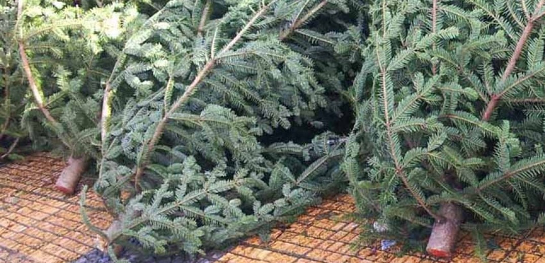 Χριστουγεννιάτικα δέντρα βάρους 6,5 τόνων ανακυκλώνει ο δήμος Θεσσαλονίκης