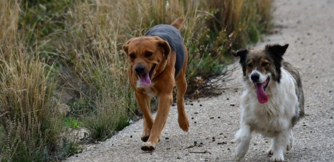 Θεσσαλονίκη: Επίθεση από αδέσποτα σκυλιά δέχθηκε νεαρός στο Σέιχ Σου	