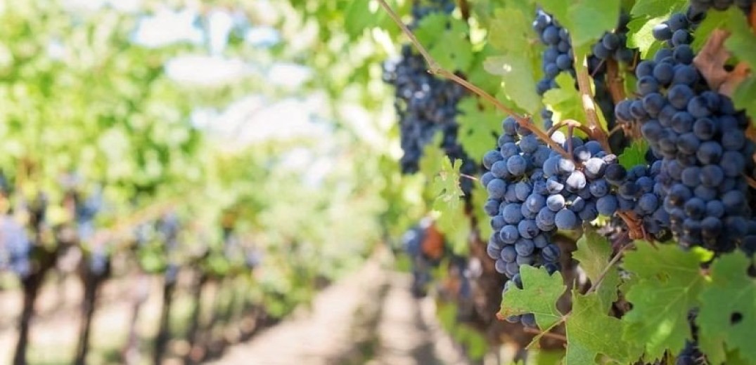 Πάνω από 500 κρασιά ΠΟΠ και ΠΓΕ εκτιμάται ότι παράγουν οι οινοποιοί της Βόρειας Ελλάδας