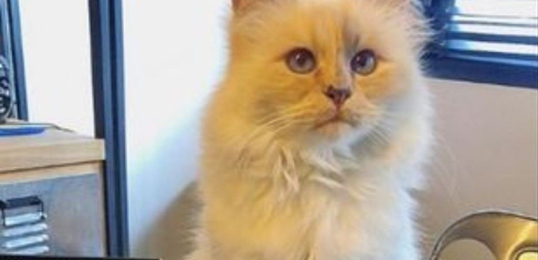 Βέλγιο: Γάτος προσβλήθηκε από κορονοϊό 