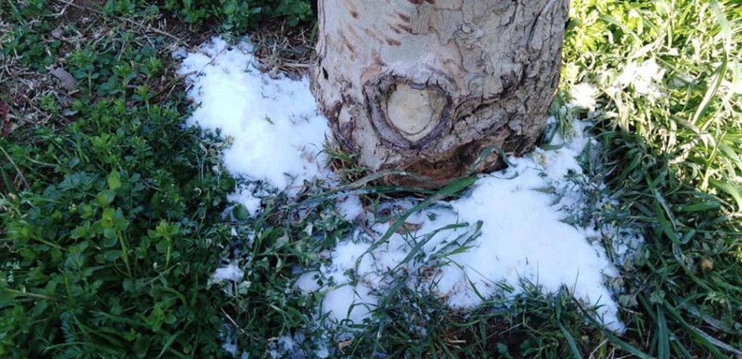 Θεσσαλονίκη: Νέα &quot;επίθεση&quot; με αλάτι σε δέντρα της Νέας Παραλίας
