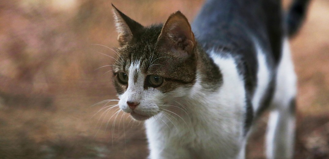 Κορονοϊός: Γιατί προκαλεί ανησυχία η περίπτωση της γάτας στο Βέλγιο 