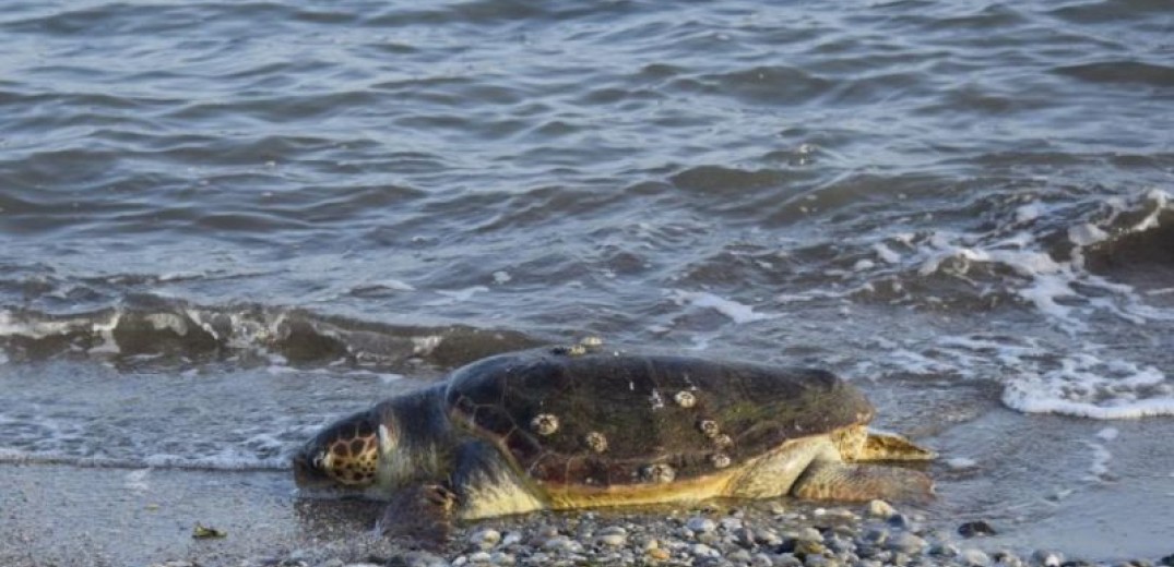 Nέοι Επιβάτες: Νεκρή βρέθηκε θαλάσσια χελώνα καρέτα-καρέτα
