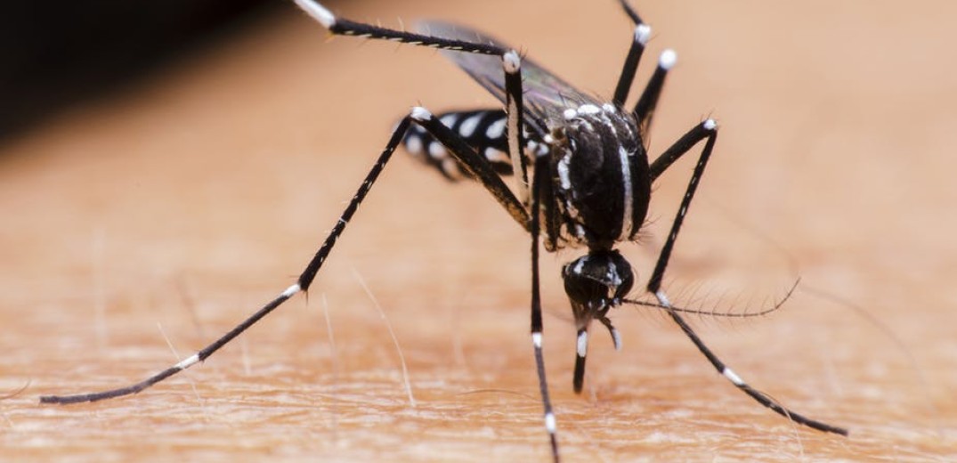 Τα κουνούπια της… άνοιξης, είναι επιθετικά, αλλά όχι μολυσματικά