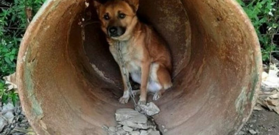 Κρήτη: Εικόνες φρίκης με 17 κακοποιημένα και εξαθλιωμένα σκυλάκια στα Χανιά (Βίντεο, φωτ.)