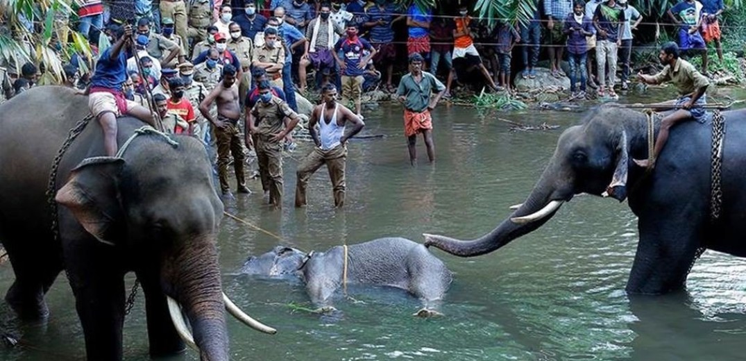 Συνελήφθη ο ένας από τους τρεις που σκότωσαν την έγκυο ελεφαντίνα στην Ινδία