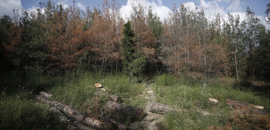 Δύο άντρες εντοπίστηκαν νεκροί σε δάσος στην Ευκαρπία