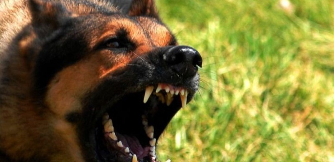 Θεσσαλονίκη: Σκότωσε αδέσποτο σκύλο που του επιτέθηκε και θα πληρώσει πρόστιμο 30.000 ευρώ (βίντεο)