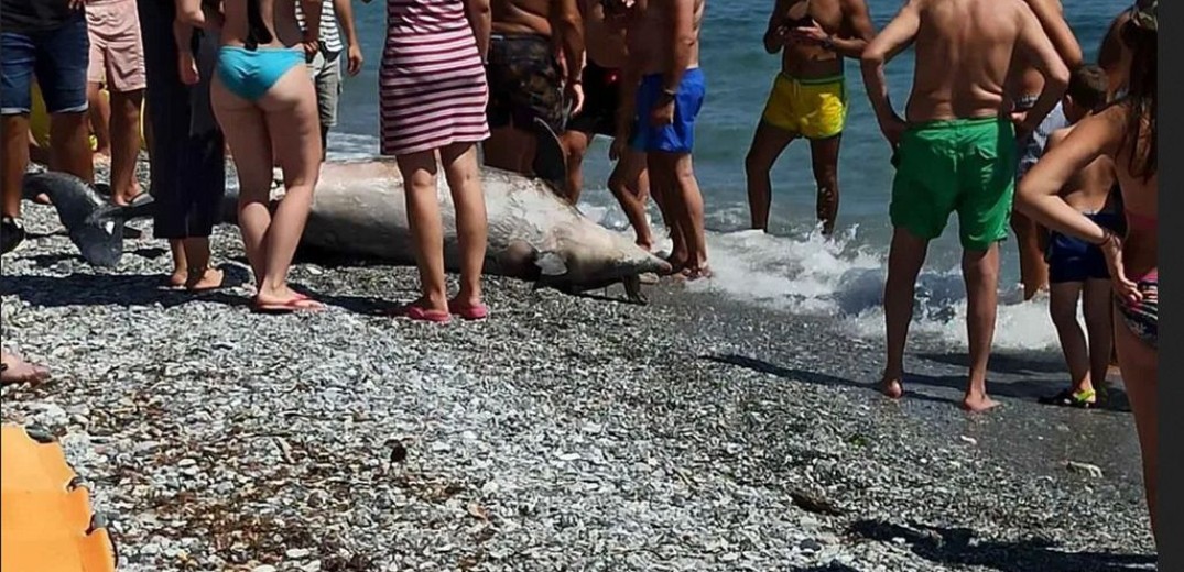 Νεκρό δελφίνι στην Πλάκα Λιτοχώρου (φωτ.)
