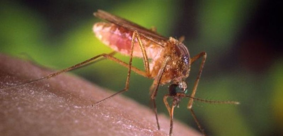 Σέρρες: Δεύτερος νεκρός από τον ιό του Δυτικού Νείλου 