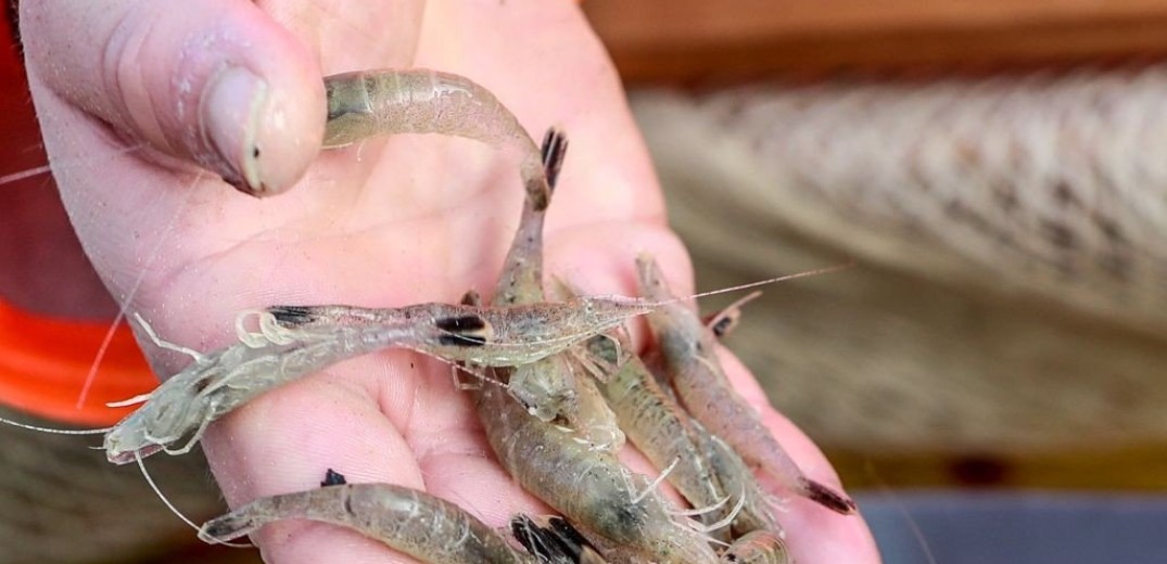 Εντοπίστηκαν ίχνη κορονοϊού σε συσκευασμένες γαρίδες από τον Ισημερινό
