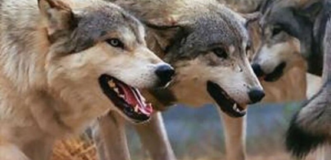 Κατέβηκαν και λύκοι στη Θεσσαλονίκη: Κατασπαράζουν σκυλιά σε χωριά του δήμου Χαλκηδόνος (βίντεο)