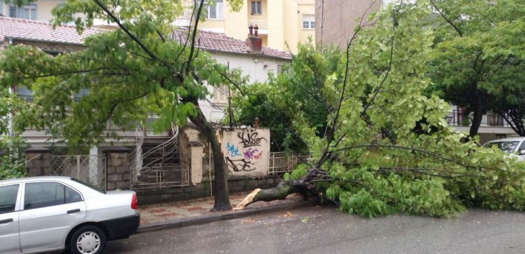 «Φύσηξε» προβλήματα ο Βαρδάρης: Έπεσαν δέντρα και σκεπή κτίσματος - Διακοπές ηλεκτροδότησης στη Θεσσαλονίκη (βίντεο)