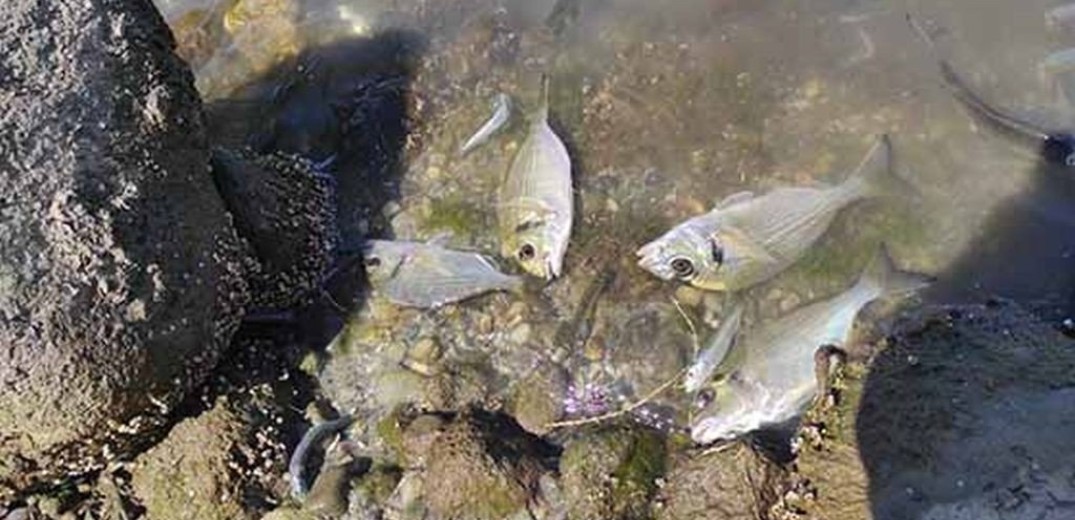 Ξεβράστηκαν νεκρά ψάρια στη Βιστωνίδα