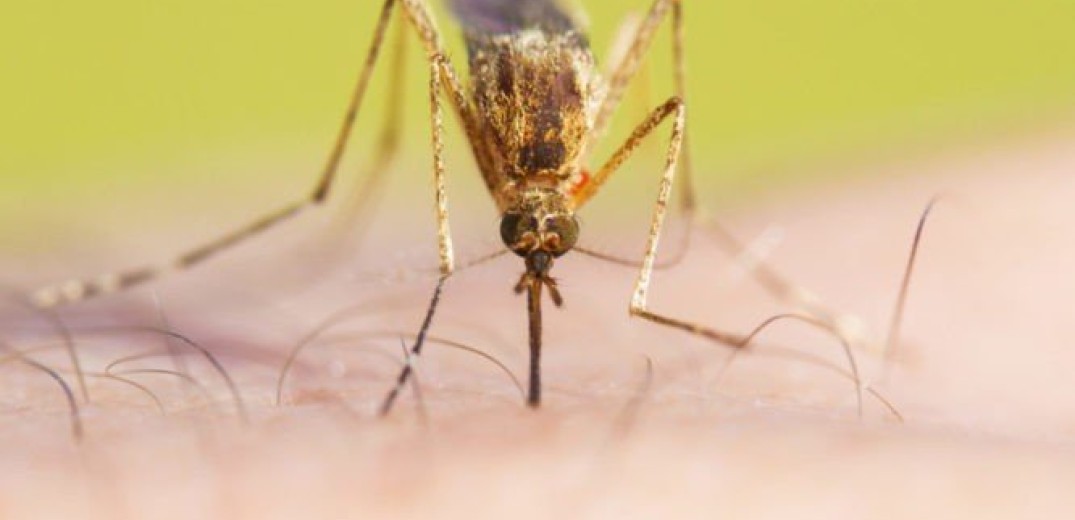 Σέρρες: 54 συνολικά τα κρούσματα ιού του Δυτικού Νείλου