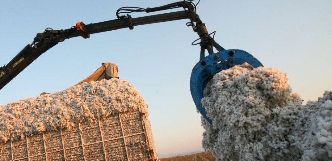 ΥπΑΑΤ: 5 εκατ. ευρώ προκαταβολές σε βαμβακοπαραγωγούς των οποίων οι καλλιέργειες επλήγησαν από την κακοκαιρία