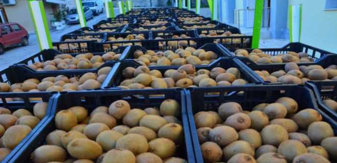 Σπάνε τα κοντέρ οι εξαγωγές φρούτων και λαχανικών – Κοσμογονία στα ακτινίδια