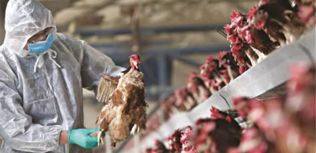 ΠΟΥ: Η εξάπλωση της γρίπης των πτηνών στους ανθρώπους προκαλεί «τεράστια ανησυχία» - Πόσο ασφαλές είναι να τρώμε αυγά, γάλα και κρέας