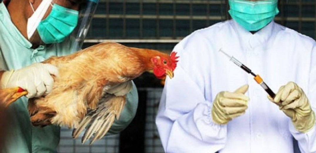 H γρίπη των πτηνών απειλεί την Ευρώπη