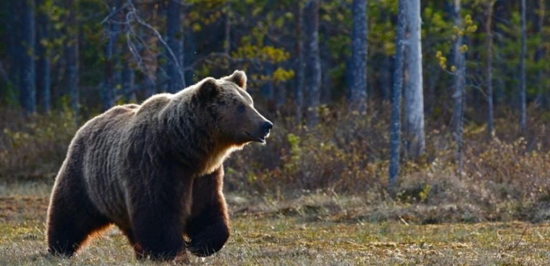 Κοζάνη: Εμφάνιση αρκούδας με το αρκουδάκι της στην περιοχή Αϊ-Λιάς – Νιάημερος – Αηλιόστρατα