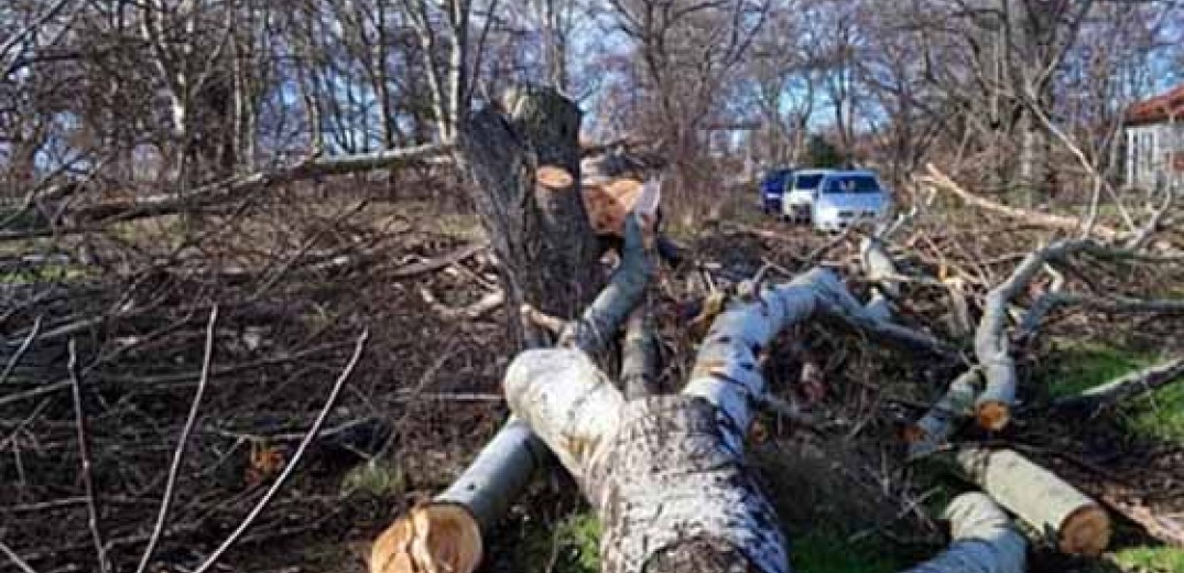 Ξάνθη: Καταγγελίες για αυθαίρετη κοπή δέντρων στο δήμο Αβδήρων